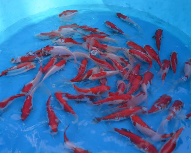 5-6" (12-15cm) Sarasa Goldfish